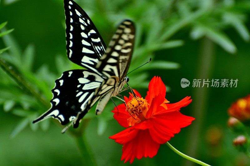 蝴蝶和橙色/黄色的宇宙花